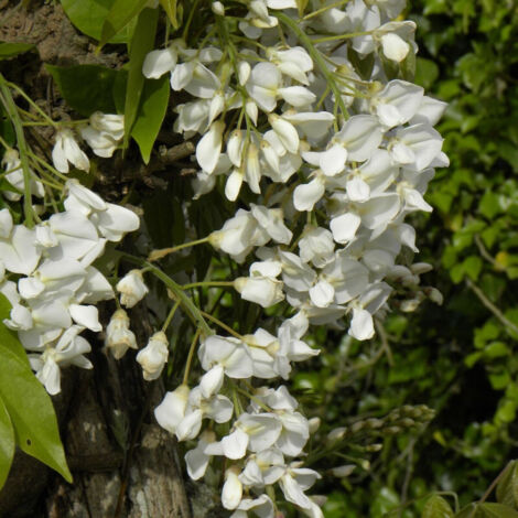 Glycine soyeuse/Godet - 5/20 cm