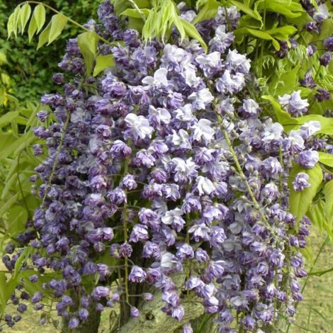 Glycine du Japon Violacea Plena/Godet