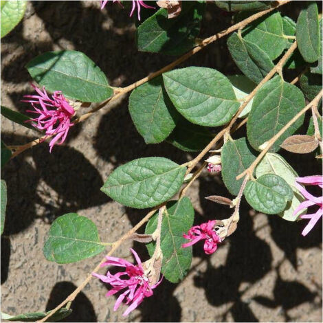 Loropetalum Fire Dance, Loropétale/Pot de 1,5L - 20/40 cm (1/4)