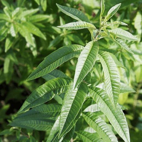Verveine citronnelle