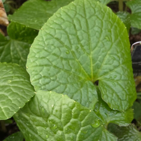 Wasabi (1/2)