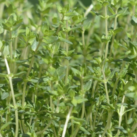 Thym commun - Prêt à consommer/Pot de 2L - 10/20 cm (1/5)