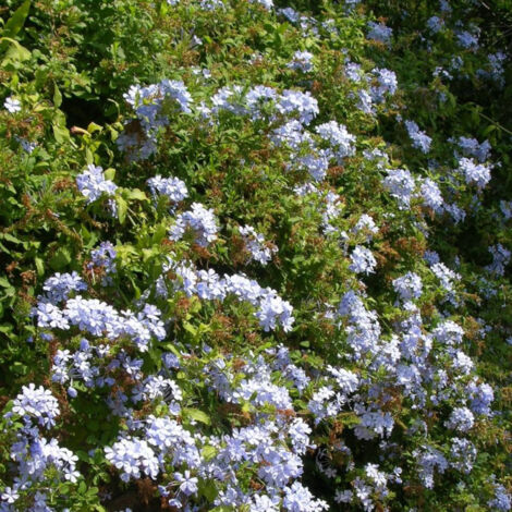 Plumbago du Cap – Fleur bleu azur – Arbuste semi-grimpant vigoureux – Pour haies fleuries et balcons