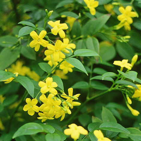 Jasmin primevère Gold Touch®/Godet (1/5)