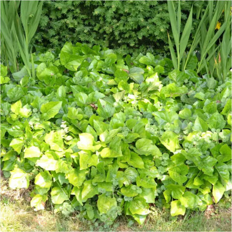 Lierre d'Alger non grimpant Bellecour®/Pot de 2L - 10/20 cm