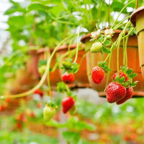 Plant de fraisier grimpant Mount Everest/Lot de 3 godets