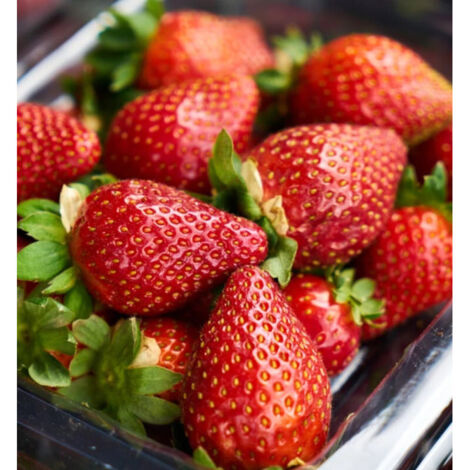 Plant de fraisier Rubis des Jardins®/Barquette de 6 godets