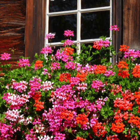 Geranium lierre simple varié/Pot de 2L