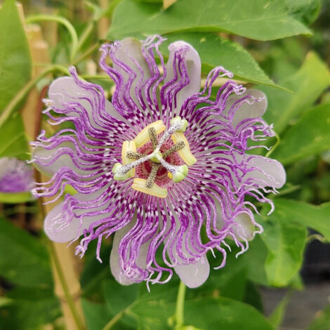 Passiflore Cooltropics® Eia Popeia®/Godet - 5/20 cm