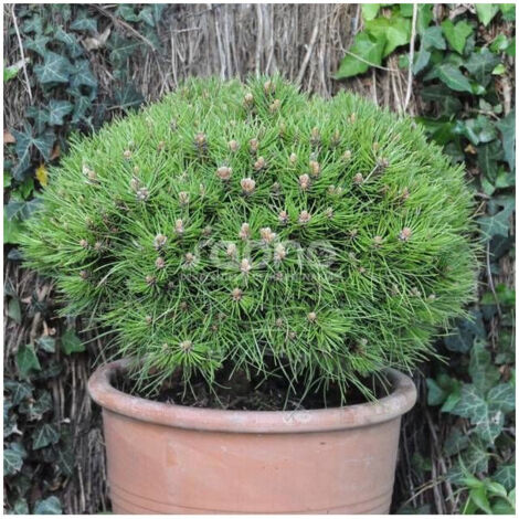 Pin noir Marie Bregeon®, Pinus/Pot de 12L - 50/60 cm (1/5)