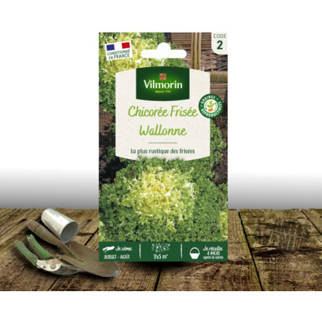 Graines de Chicorée frisée Wallonne Race Lorca - Vilmorin/Sachet