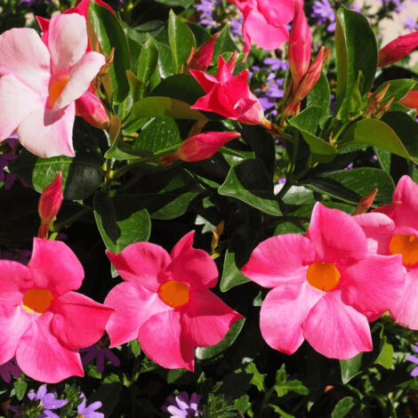 Dipladenia/Pot de 10.5 cm