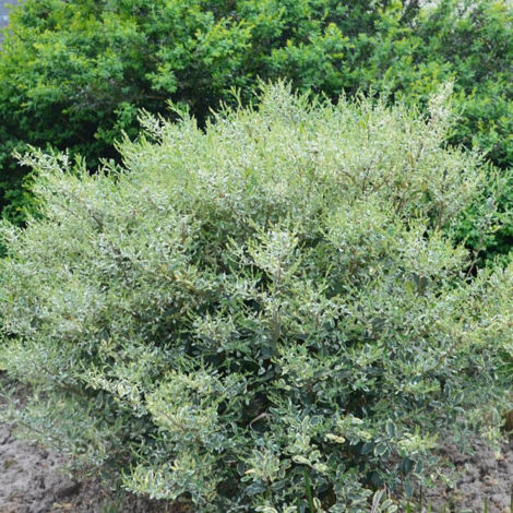 Troène Musli® 'Muster', Ligustrum/Pot de 1,5L - 20/50 cm