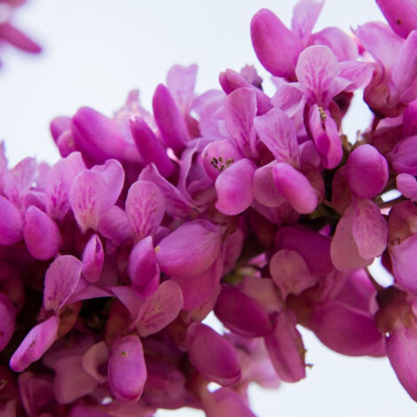 Cercis du Canada Cascading Hearts, Arbre de Judée, Gainier du Canada/Pot de 15L - Baliveau