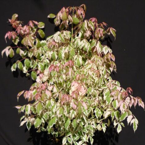 Érable à feuilles de frêne Flamingo, Acer negundo/Pot de 15L - Baliveau