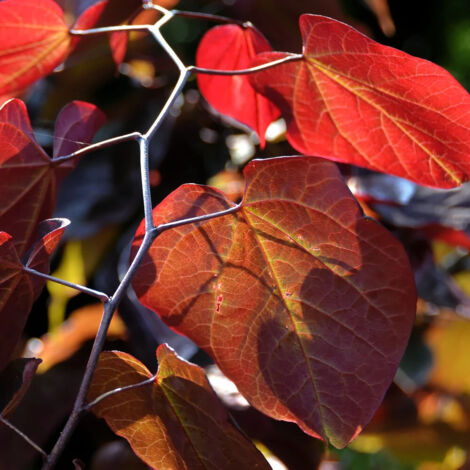 Cercis du Canada Ace of Spades, Arbre de Judée, Gainier du Canada/Pot de 15L - 100/150 cm