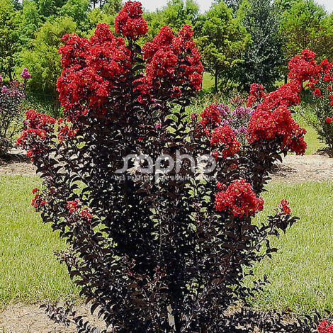 Lilas des Indes Black Diamond® Red Hot™, Lagerstroemia/Pot de 3L - Touffe