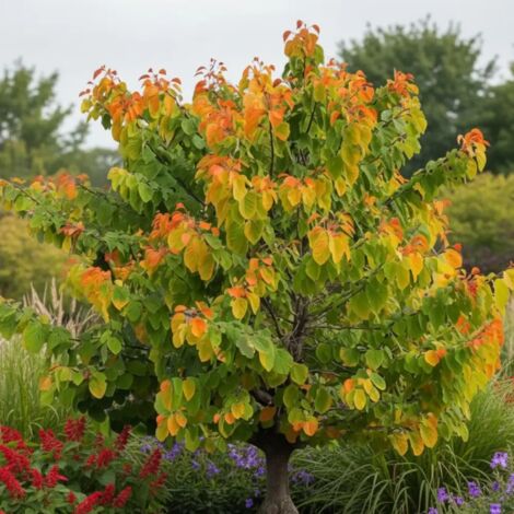 Cercis du Canada The Rising Sun, Arbre de Judée, Gainier du Canada/Pot de 15L - 100/150 cm
