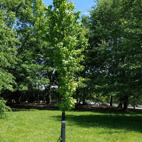 Copalme d'Amérique Slender Silhouette, Liquidambar/Pot de 15L - Baliveau