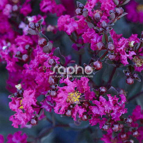 Lilas des Indes Black Diamond® Mystic Magenta™, Lagerstroemia/Pot de 3L - Touffe