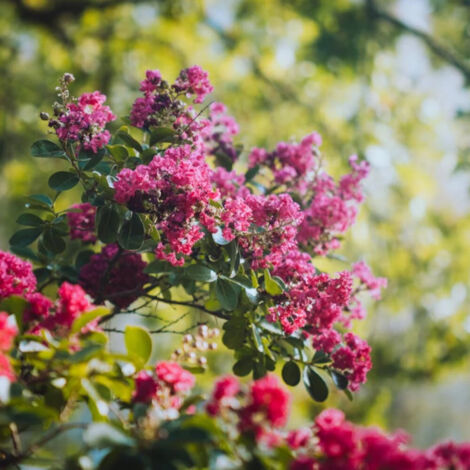 Lilas des Indes La Mousson, Lagerstroemia/Pot de 15L - 100/150 cm
