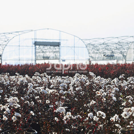 Lilas des Indes Black Diamond® Pure White™, Lagerstroemia/Pot de 3L - Touffe