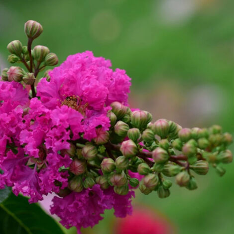 Lilas des Indes Petit´ Canaille® Rose, Lagerstroemia/Pot de 3L - Touffe