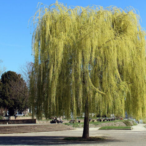 Saule blanc pleureur, Salix/Pot de 15L - 1/2 tige