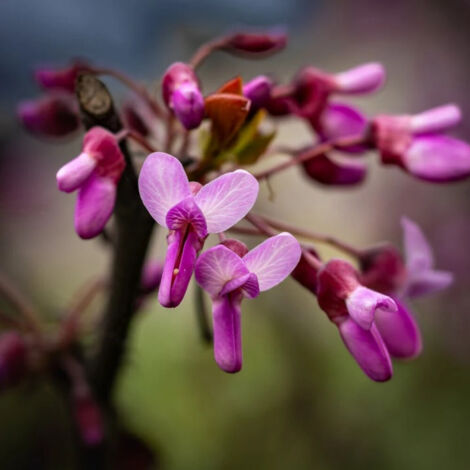 Cercis du Canada pleureur Traveller, Arbre de Judée, Gainier du Canada/Pot de 15L - Baliveau