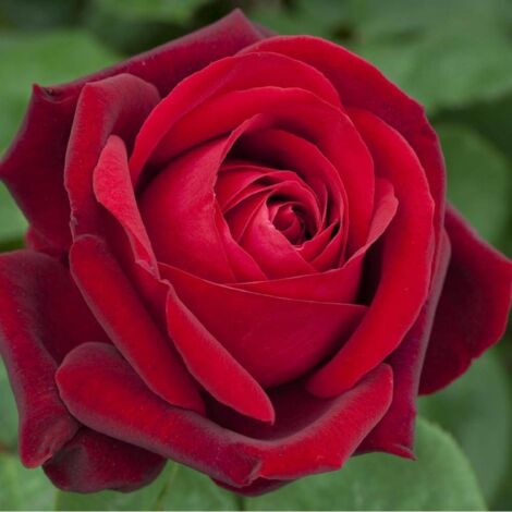 Rosier arbustif Edith Piaf® 'Meiramboys'/Pot de 10 L - 1/2 tige