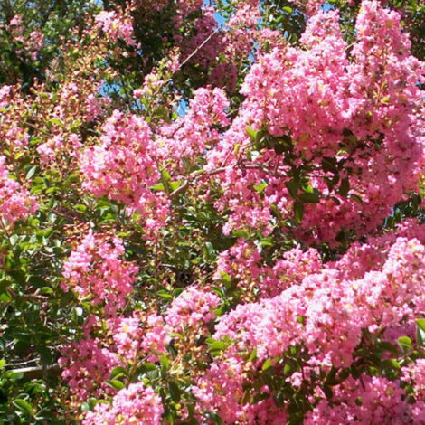 Lilas des Indes Terrasse Rose, Lagerstroemia/Pot de 7,5L - 40/60 cm