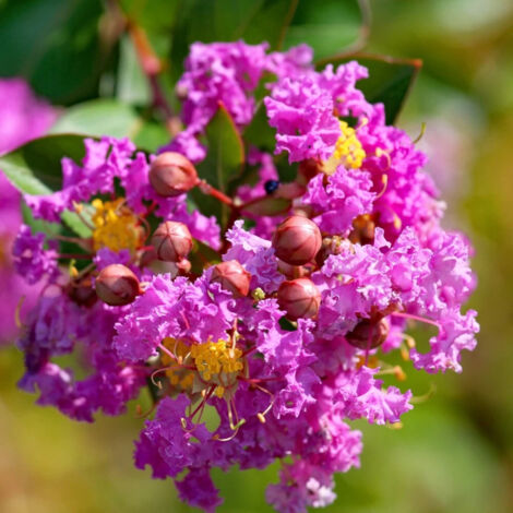 Lilas des Indes Jeanne Desmartis, Lagerstroemia/Pot de 7,5L - 60/80 cm (1/5)