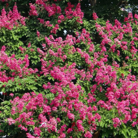 Lilas des Indes Houston, Lagerstroemia/Pot de 3L - Touffe (1/4)