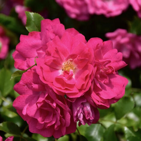 Rosier grimpant Excelsa/Pot de 15L - 100/150 cm (1/2)