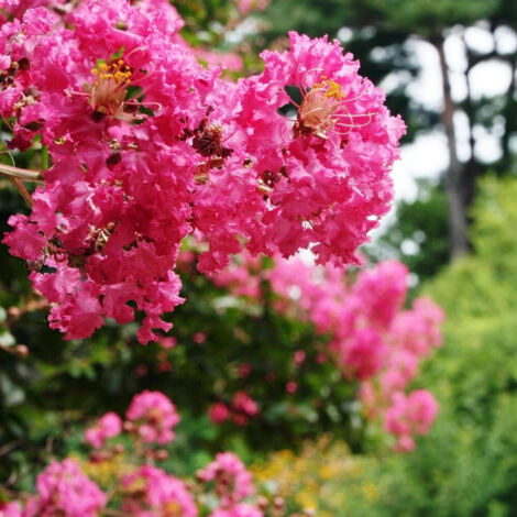 Lilas des Indes Bergerac®, Lagerstroemia/Pot de 7,5L - 60/80 cm