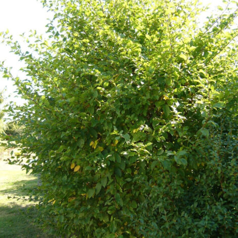 Charme commun, Charmille, Carpinus/Pot de 15L - 120/150 cm