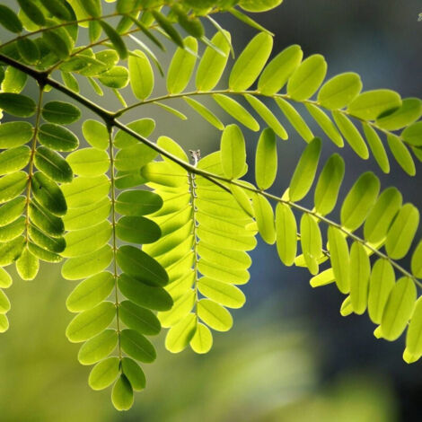 Robinier faux-acacia Frisia, Acacia, Robinier/Pot de 15L - Tige 10/12 - Haut. 150/175 cm