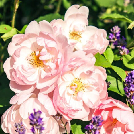 Rosier grimpant Parfum d'Evita® 'Barise'/Godet