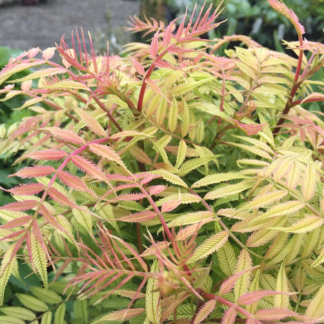 Sorbaire à feuilles de sorbier 'Sem', Sorbaria/Pot de 7,5L - 40/60 cm (1/3)