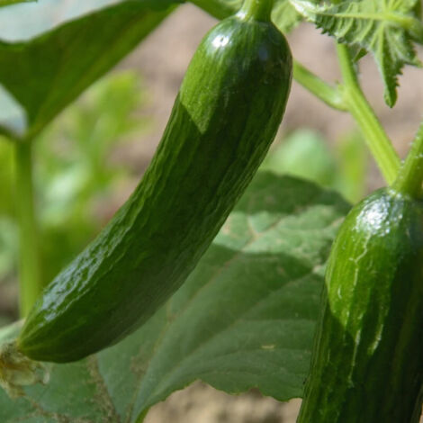 Plant de Concombre Gynial HF1/Godet