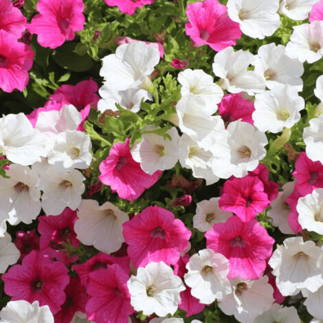 Pétunia à grandes fleurs variés/Barquette de 6 godets