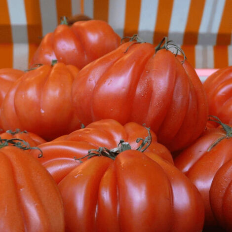 Plant de tomate Coeur de Boeuf/Godet