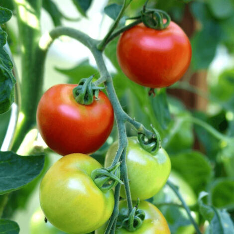 Plant de tomate Grappelina GV232 type Grappe/Godet (1/3)