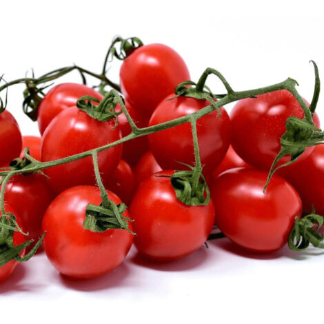 Plant de tomate Supersweet 100 type Cerise/Lot de 3 godets