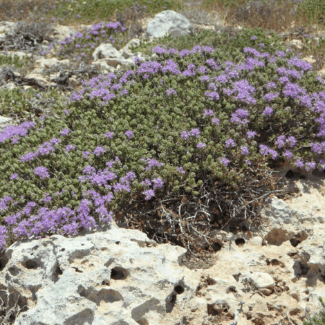 Thym Corse - Prêt à consommer/Pot de 1,5L - 10/20 cm (1/3)