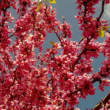 Cercis du Canada Appalachian Red, Arbre de Judée, Gainier du Canada/Pot de 15L - Baliveau