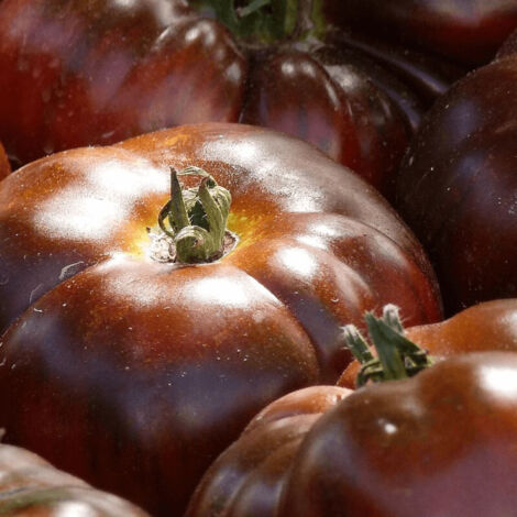 Plant de tomate Noire de Crimée/Godet