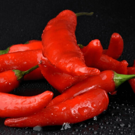 Plant de piment Gorria/Godet