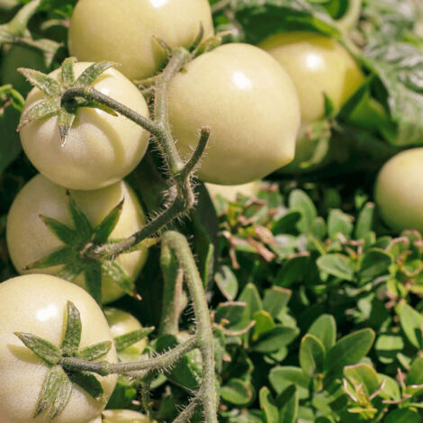 Plant de tomate Mirabelle Blanche F1 type Cerise/Godet (1/3)