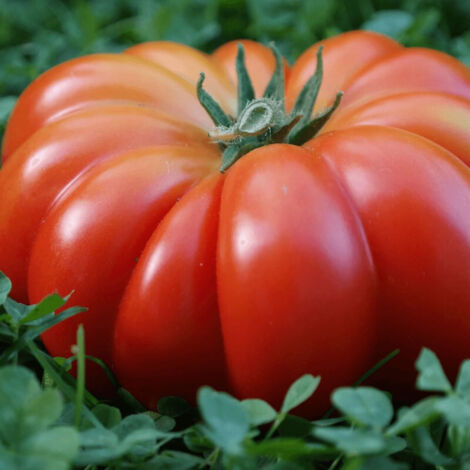 Plant de tomate Buffalo Steak type Beef/Godet - 5/20 cm